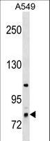 RNF6 Antibody - RNF6 Antibody western blot of A549 cell line lysates (35 ug/lane). The RNF6 antibody detected the RNF6 protein (arrow).