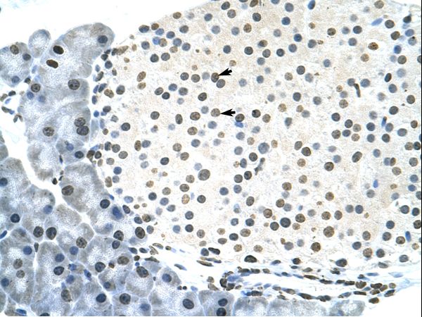 RNF6 Antibody - Mouse Pancreas.  This image was taken for the unconjugated form of this product. Other forms have not been tested.