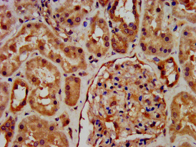 RNF7 Antibody - IHC image of RNF7 Antibody diluted at 1:600 and staining in paraffin-embedded human kidney tissue performed on a Leica BondTM system. After dewaxing and hydration, antigen retrieval was mediated by high pressure in a citrate buffer (pH 6.0). Section was blocked with 10% normal goat serum 30min at RT. Then primary antibody (1% BSA) was incubated at 4°C overnight. The primary is detected by a biotinylated secondary antibody and visualized using an HRP conjugated SP system.