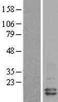 RNF7 Protein - Western validation with an anti-DDK antibody * L: Control HEK293 lysate R: Over-expression lysate