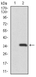 RNF74 / RAG1 Antibody - Western blot using RAG1 monoclonal antibody against HEK293 (1) and RAG1 (AA: 818-868)-hIgGFc transfected HEK293 (2) cell lysate.