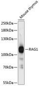 RNF74 / RAG1 Antibody - Western blot analysis of extracts of mouse thymus using RAG1 Polyclonal Antibody at dilution of 1:3000.