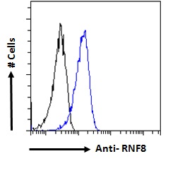 RNF8 Antibody - RNF8 Antibody Flow cytometric analysis of paraformaldehyde fixed HeLa cells (blue line), permeabilized with 0.5% Triton. Primary incubation 1hr (10ug/ml) followed by Alexa Fluor 488 secondary antibody (1ug/ml). IgG control: Unimmunized goat IgG (black line) followed by Alexa Fluor 488 secondary antibody.