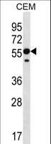 RNF8 Antibody - RNF8 Antibody western blot of CEM cell line lysates (35 ug/lane). The RNF8 antibody detected the RNF8 protein (arrow).