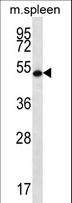 RNF8 Antibody - RNF8 Antibody western blot of mouse spleen tissue lysates (35 ug/lane). The RNF8 antibody detected the RNF8 protein (arrow).