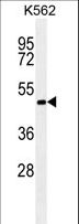 RNF8 Antibody - RNF8 antibody western blot of K562 cell line lysates (35 ug/lane). The RNF8 antibody detected the RNF8 protein (arrow).