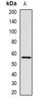 RNF8 Antibody - Western blot analysis of RNF8 expression in U2OS (A) whole cell lysates.