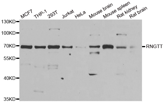RNGTT / HCAP Antibody - Western blot analysis of extracts of various cell lines.