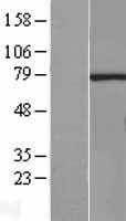 RNGTT / HCAP Protein - Western validation with an anti-DDK antibody * L: Control HEK293 lysate R: Over-expression lysate