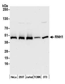 RNH1 Antibody - Detection of human and mouse RNH1 by western blot. Samples: Whole cell lysate (50 µg) from HeLa, HEK293T, Jurkat, mouse TCMK-1, and mouse NIH 3T3 cells prepared using NETN lysis buffer. Antibody: Affinity purified rabbit anti-RNH1 antibody used for WB at 0.1 µg/ml. Detection: Chemiluminescence with an exposure time of 10 seconds.
