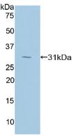 RNH1 Antibody - Western Blot; Sample: Recombinant RI, Rat.