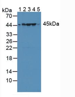 RNH1 Antibody - Western Blot; Sample: Lane1: Rat Serum; Lane2: Rat Liver Tissue; Lane3: Rat Heart Tissue; Lane4: Rat Brain Tissue; Lane5: Human Jurkat Tissue.