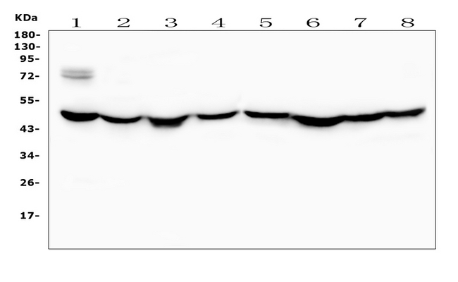 RNH1 Antibody - Western human U-87MG whole cell lylot analysis of RNH1 using anti-RNH1 antibody. Electrophoresis was performed on a 5-20% SDS-PAGE gel at 70V (Stacking gel) / 90V (Resolving gel) for 2-3 hours. The sample well of each lane was loaded with 50ug of sample under reducing conditions. Lane 1: human placenta tissue lysates, Lane 2: human Hela whole cell lysates, Lane 3: human SK-OV-3 whole cell lysates, Lane 4: human Jurkat whole cell lysates, Lane 5: hsates, Lane 6: monkey COS-7 whole cell lysates, Lane 7: human SW620 whole cell lysates, Lane 8: human Caco-2 whole cell lysates. After Electrophoresis, proteins were transferred to a Nitrocellulose membrane at 150mA for 50-90 minutes. Blocked the membrane with 5% Non-fat Milk/ TBS for 1.5 hour at RT. The membrane was incubated with rabbit anti-RNH1 antigen affinity purified polyclonal antibody at 0.5 µg/mL overnight at 4°C, then washed with TBS-0.1% Tween 3 times with 5 minutes each and probed with a goat anti-rabbit IgG-HRP secondary antibody at a dilution of 1:10000 for 1.5 hour at RT. The signal is developed using an Enhanced Chemiluminescent detection (ECL) kit with Tanon 5200 system. A specific band was detected for RNH1 at approximately 50KD. The expected band size for RNH1 is at 50KD.