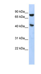 RNH1 Antibody - RNH1 antibody western blot of HepG2 cell lysate.  This image was taken for the unconjugated form of this product. Other forms have not been tested.