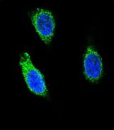 RNH1 Antibody - Confocal immunofluorescence of RNH1 Antibody with 293 cell followed by Alexa Fluor 488-conjugated goat anti-rabbit lgG (green). DAPI was used to stain the cell nuclear (blue).
