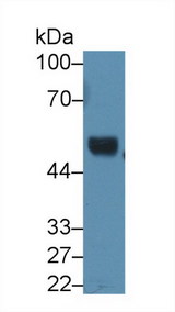 RNH1 Antibody - Western Blot; Sample: Mouse Cerebellum lysate; Primary Ab: 1.5µg/ml Rabbit Anti-Mouse RI Antibody Second Ab: 0.2µg/mL HRP-Linked Caprine Anti-Rabbit IgG Polyclonal Antibody