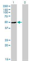 RNH1 Antibody - Western Blot analysis of RNH1 expression in transfected 293T cell line by RNH1 monoclonal antibody (M07), clone 3F5.Lane 1: RNH1 transfected lysate(50 KDa).Lane 2: Non-transfected lysate.