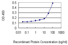 RNH1 Antibody - Detection limit for recombinant GST tagged RNH1 is 10 ng/ml as a capture antibody.