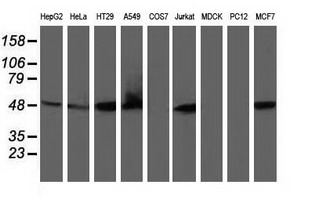 RNH1 Antibody - Western blot of extracts (35 ug) from 9 different cell lines by using anti-RNH1 monoclonal antibody.
