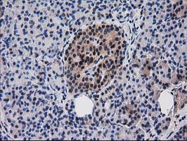 RNH1 Antibody - IHC of paraffin-embedded Human pancreas tissue using anti-RNH1 mouse monoclonal antibody.