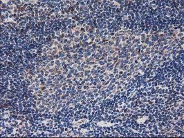 RNH1 Antibody - IHC of paraffin-embedded Human lymph node tissue using anti-RNH1 mouse monoclonal antibody.