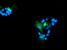 RNH1 Antibody - Anti-RNH1 mouse monoclonal antibody immunofluorescent staining of COS7 cells transiently transfected by pCMV6-ENTRY RNH1.