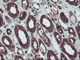 RNH1 Antibody - IHC of paraffin-embedded Human Kidney tissue using anti-RNH1 mouse monoclonal antibody.