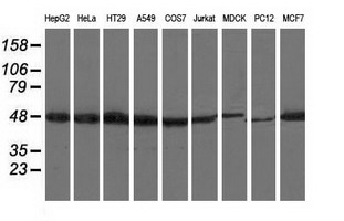 RNH1 Antibody - Western blot analysis of extracts (35ug) from 9 different cell lines by using anti-RNH1 monoclonal antibody.
