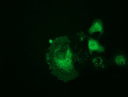 RNH1 Antibody - Anti-RNH1 mouse monoclonal antibody  immunofluorescent staining of COS7 cells transiently transfected by pCMV6-ENTRY RNH1.