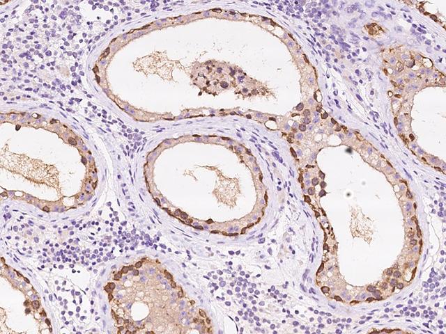 RNH1 Antibody - Immunochemical staining of human RNH1 in human testis with rabbit polyclonal antibody at 1:2000 dilution, formalin-fixed paraffin embedded sections.