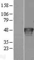 RNH1 Protein - Western validation with an anti-DDK antibody * L: Control HEK293 lysate R: Over-expression lysate