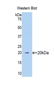 RNLS / Renalase Antibody - Western blot of recombinant RNLS / RENALASE.  This image was taken for the unconjugated form of this product. Other forms have not been tested.