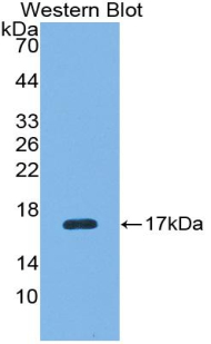 RNLS / Renalase Antibody - Western blot of recombinant RNLS / RENALASE.  This image was taken for the unconjugated form of this product. Other forms have not been tested.