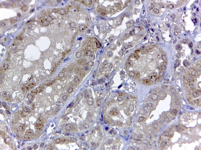 RNLS / Renalase Antibody - Goat Anti-Renalase (aa 224 to 233) Antibody (2µg/ml) staining of paraffin embedded Human Kidney. Steamed antigen retrieval with citrate buffer pH 6, HRP-staining. This data is from a previous batch, not on sale.