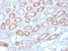 RNLS / Renalase Antibody - IHC testing of FFPE human kidney with Renalase antibody (clone RNLS/1940). HIER: boil tissue sections in pH6, 10mM citrate buffer, for 10-20 min followed by cooling at RT for 20 min.