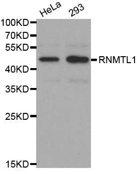 RNMTL1 Antibody - Western blot analysis of extracts of various cell lines, using RNMTL1 antibody. .