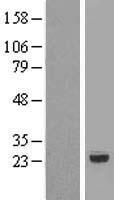 RNMTL1 Protein - Western validation with an anti-DDK antibody * L: Control HEK293 lysate R: Over-expression lysate