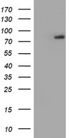 RNPEP Antibody - HEK293T cells were transfected with the pCMV6-ENTRY control (Left lane) or pCMV6-ENTRY RNPEP (Right lane) cDNA for 48 hrs and lysed. Equivalent amounts of cell lysates (5 ug per lane) were separated by SDS-PAGE and immunoblotted with anti-RNPEP.