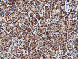 RNPEP Antibody - IHC of paraffin-embedded Human pancreas tissue using anti-RNPEP mouse monoclonal antibody.