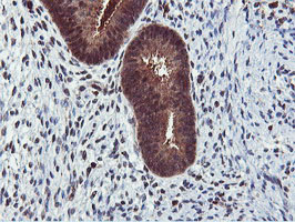 RNPEP Antibody - IHC of paraffin-embedded Human endometrium tissue using anti-RNPEP mouse monoclonal antibody.