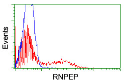 RNPEP Antibody - HEK293T cells transfected with either overexpress plasmid (Red) or empty vector control plasmid (Blue) were immunostained by anti-RNPEP antibody, and then analyzed by flow cytometry.