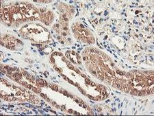 RNPEP Antibody - IHC of paraffin-embedded Human Kidney tissue using anti-RNPEP mouse monoclonal antibody. (Heat-induced epitope retrieval by 10mM citric buffer, pH6.0, 100C for 10min).