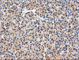 RNPEP Antibody - IHC of paraffin-embedded Human pancreas tissue using anti-RNPEP mouse monoclonal antibody. (Heat-induced epitope retrieval by 10mM citric buffer, pH6.0, 100C for 10min).