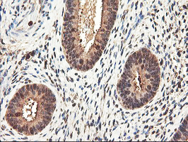 RNPEP Antibody - IHC of paraffin-embedded Human endometrium tissue using anti-RNPEP mouse monoclonal antibody. (Heat-induced epitope retrieval by 10mM citric buffer, pH6.0, 100C for 10min).