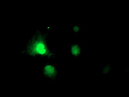 RNPEP Antibody - Anti-RNPEP mouse monoclonal antibody immunofluorescent staining of COS7 cells transiently transfected by pCMV6-ENTRY RNPEP.
