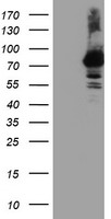 RNPEP Antibody - HEK293T cells were transfected with the pCMV6-ENTRY control (Left lane) or pCMV6-ENTRY RNPEP (Right lane) cDNA for 48 hrs and lysed. Equivalent amounts of cell lysates (5 ug per lane) were separated by SDS-PAGE and immunoblotted with anti-RNPEP.