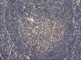 RNPEP Antibody - IHC of paraffin-embedded Human tonsil using anti-RNPEP mouse monoclonal antibody. (Heat-induced epitope retrieval by 10mM citric buffer, pH6.0, 100C for 10min).
