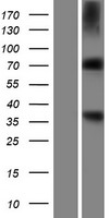 RNPEP Protein - Western validation with an anti-DDK antibody * L: Control HEK293 lysate R: Over-expression lysate