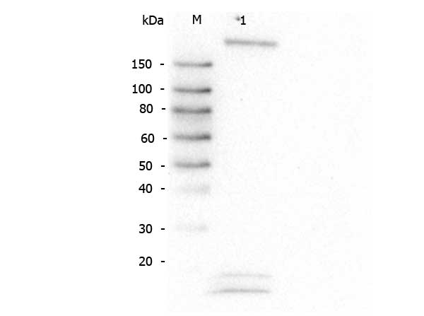 ROBO1 Antibody - Western Blot of rabbit anti-Robo-1 antibody. Lane 1: HeLa WCL. Load: 30 µg per lane. Primary antibody: Robo-1 antibody at 1:1,000 for overnight at 4°C. Secondary antibody: Peroxidase rabbit secondary antibody at 1:40,000 for 30 min at RT. Block: Blocking Buffer for Fluorescent Western Blotting for 30 min at RT. Predicted/Observed size: 181 kDa, 181 kDa for Robo-1. Other band(s): not identified.