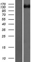 ROBO2 Protein - Western validation with an anti-DDK antibody * L: Control HEK293 lysate R: Over-expression lysate